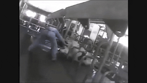 Farmer electro shocking cow on dairy farm