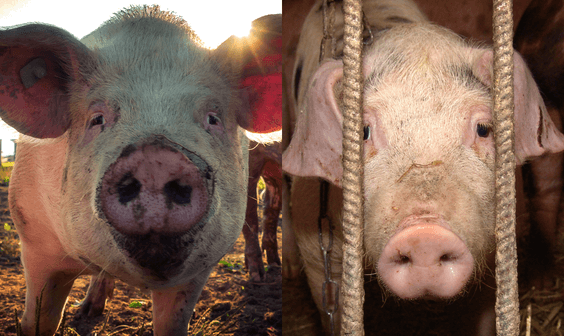 Expectation reality pigs on farm