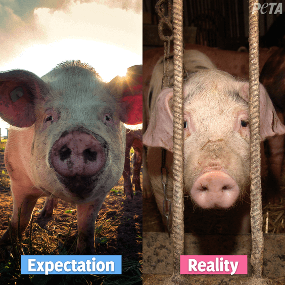 Expectation reality pigs on farm