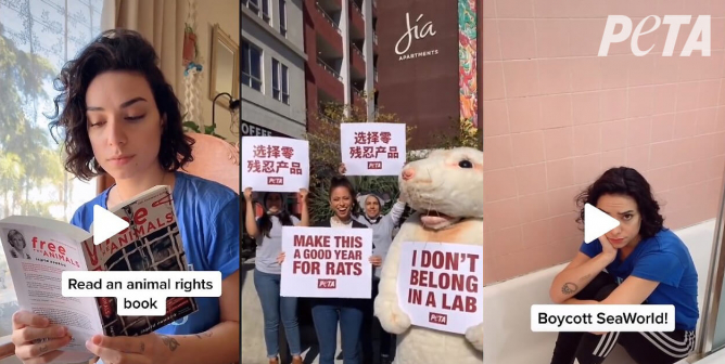 follow the official PETA tiktok account today