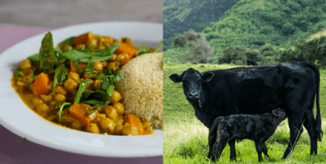 Curry with vegan ghee and dairy cows in field