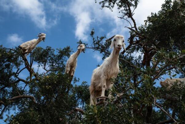 Goats in trees