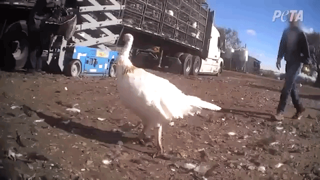 "heritage" turkeys Good Shepherd Poultry Ranch