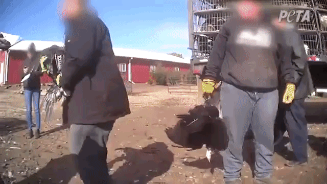 "heritage" turkeys Good Shepherd Poultry Ranch