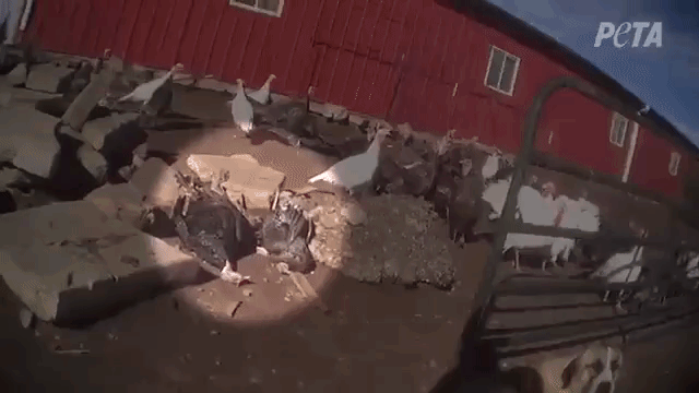 "heritage" turkeys Good Shepherd Poultry Ranch