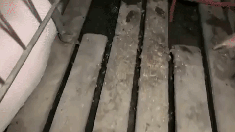 indiana pig farm