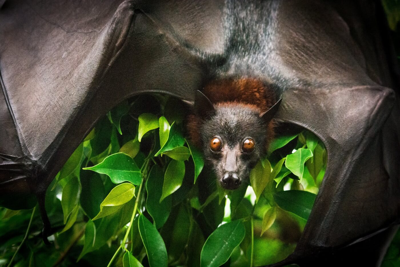 Bats on COVID-19: 'Enough Is Enough. Leave Us Alone.' | PETA