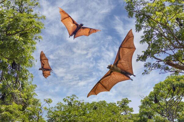 bats flying