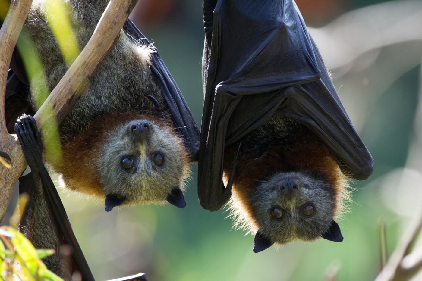 Bats on COVID-19: 'Enough Is Enough. Leave Us Alone.' | PETA