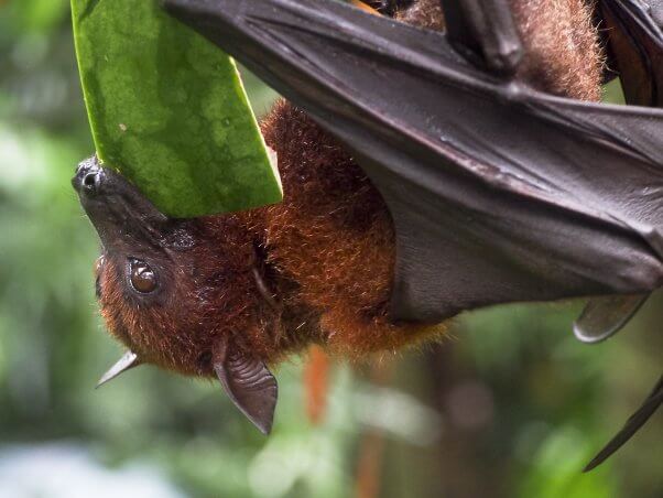 bat eating watermelon