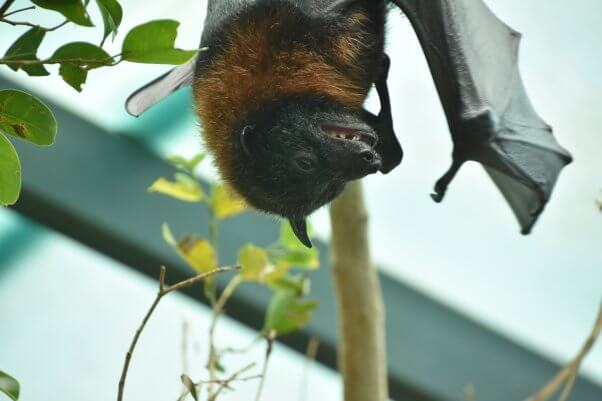 bat laughing smiling