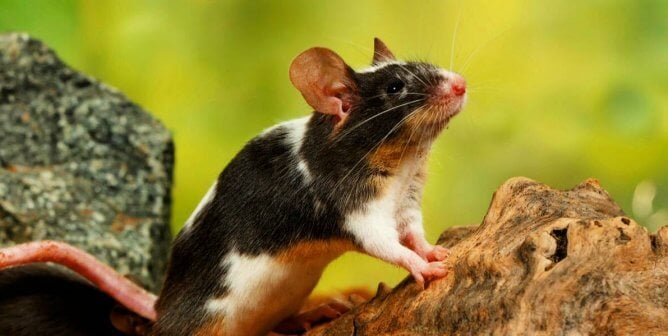 A mouse sits on a rock in the grass