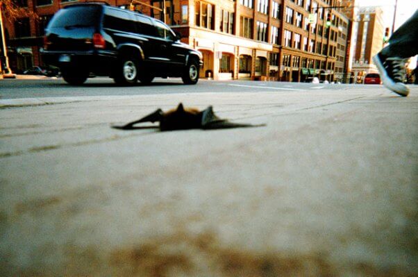 injured bat sidewalk