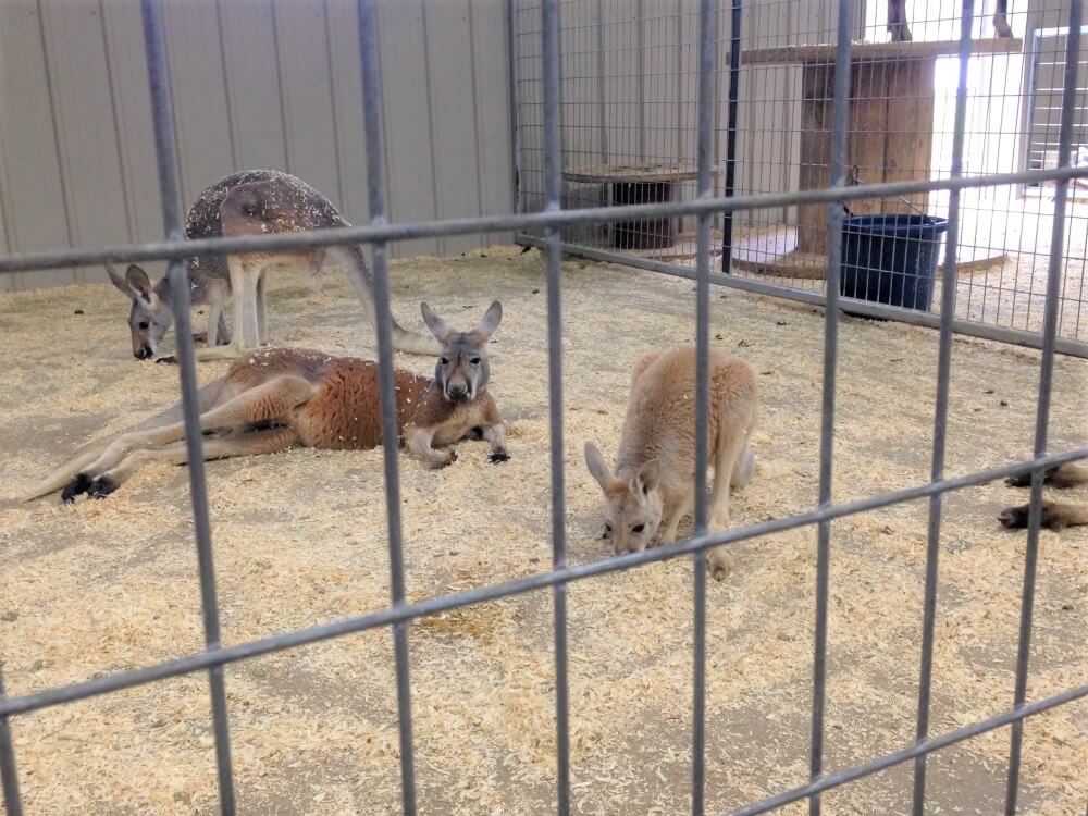 roadside zoos