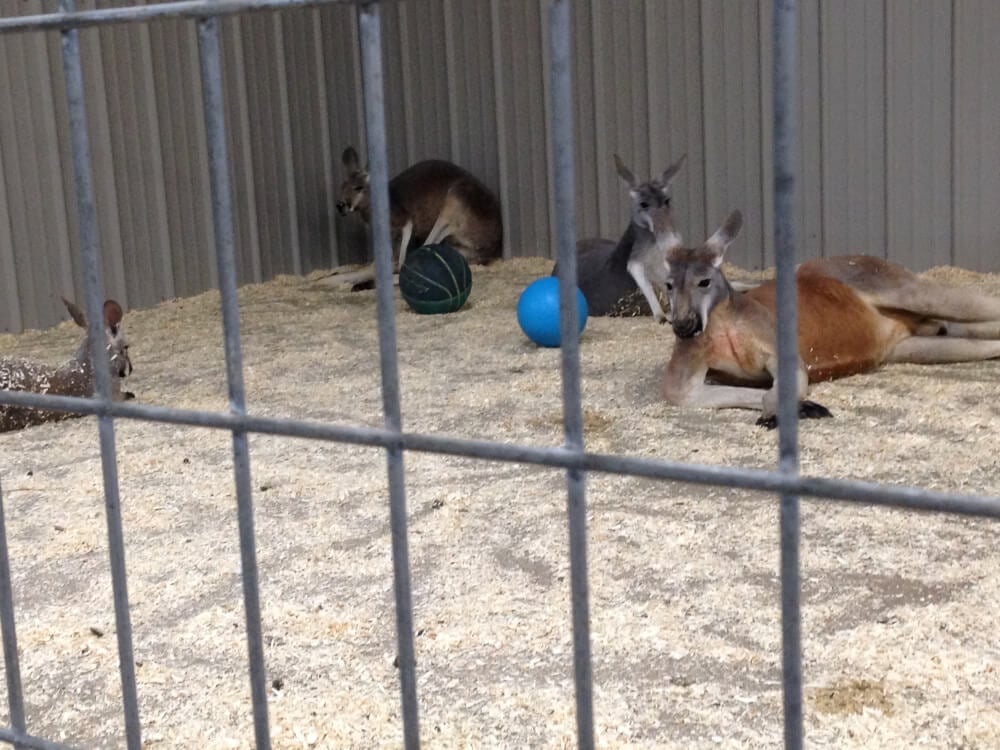 roadside zoos