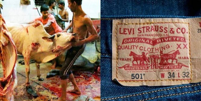 Cows being slaughtered for Levi's patch