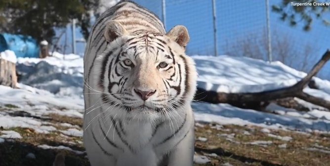 Rescued white tiger Luna at Turpentine Creek Wildlife Refuge