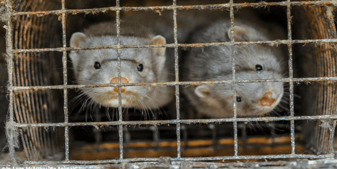 Minks in cage