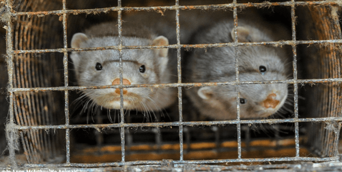 True Outliers Needs to Go Fur-Free—Speak Up!