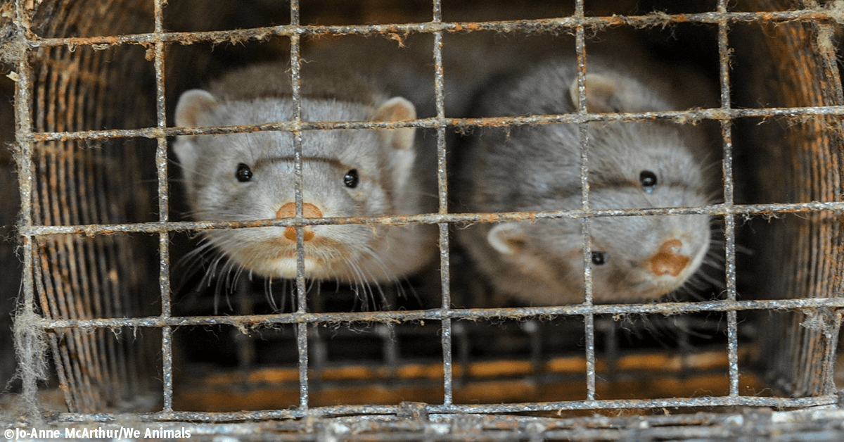 8 Marvelous Mink Facts That Will Make You Go Faux | PETA 8 Marvelous Mink Facts That Will Make You Go Faux | PETA