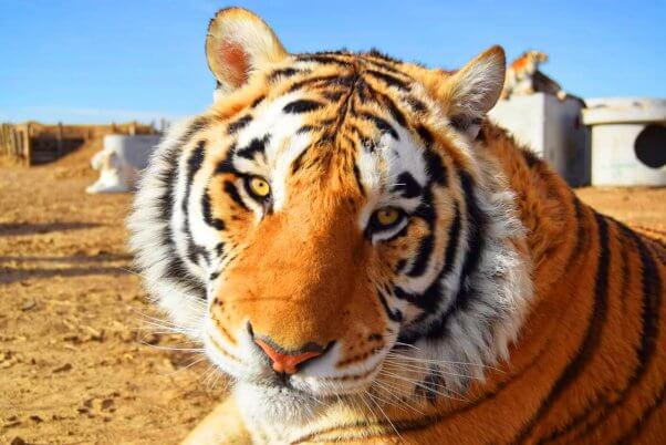 Mo the tiger stares at the camera