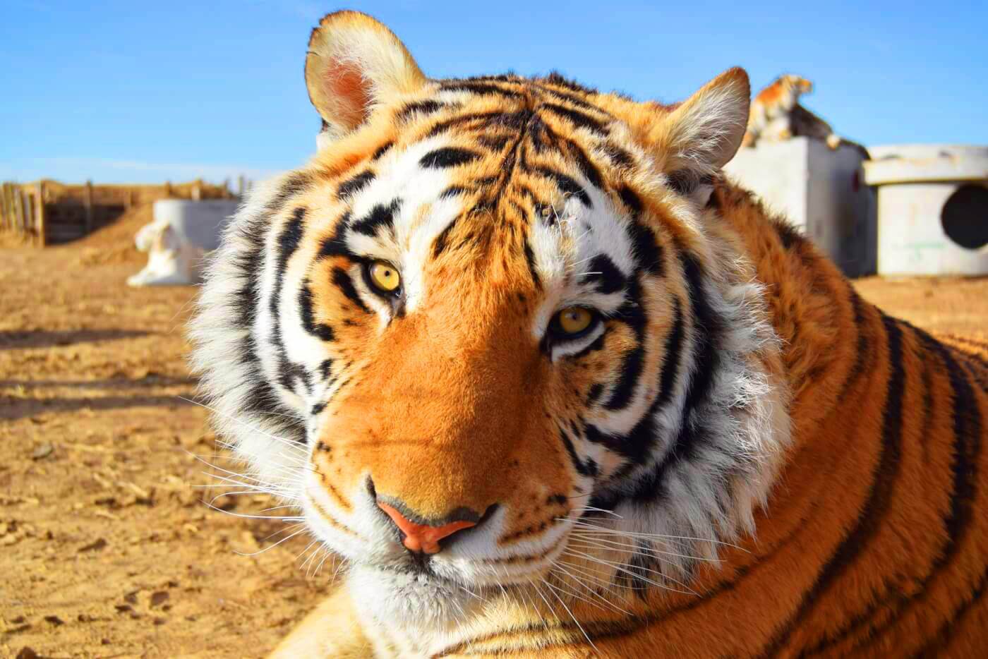39 Tigers From 'Tiger King' Now at Accredited Sanctuary | PETA