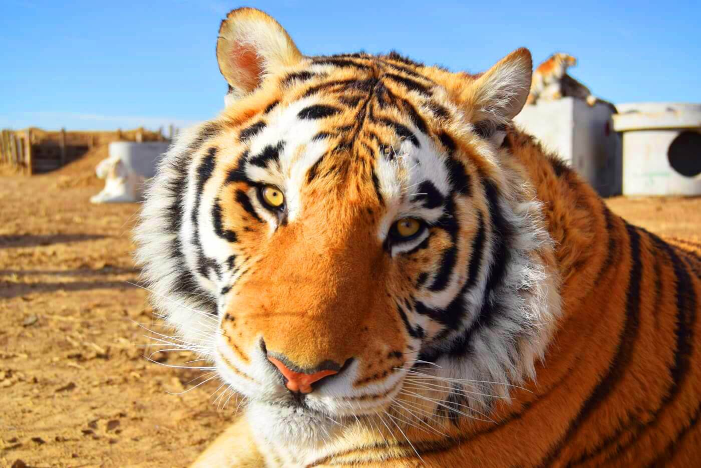 heads up tigers sky high peta plea at lsu game to expose schools grisly experiments