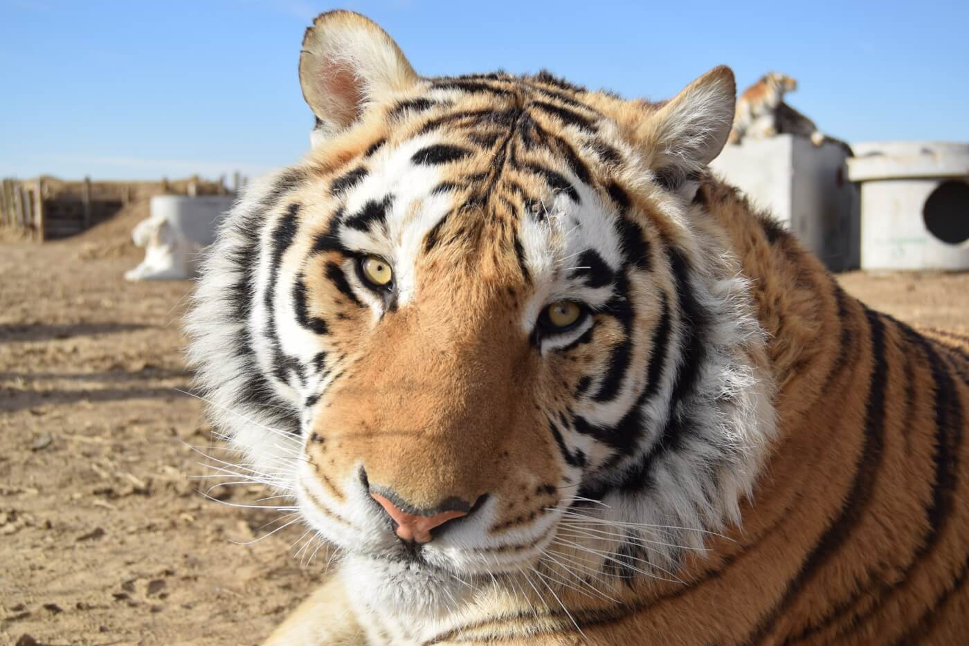 39 Tigers From 'Tiger King' Now at Accredited Sanctuary | PETA
