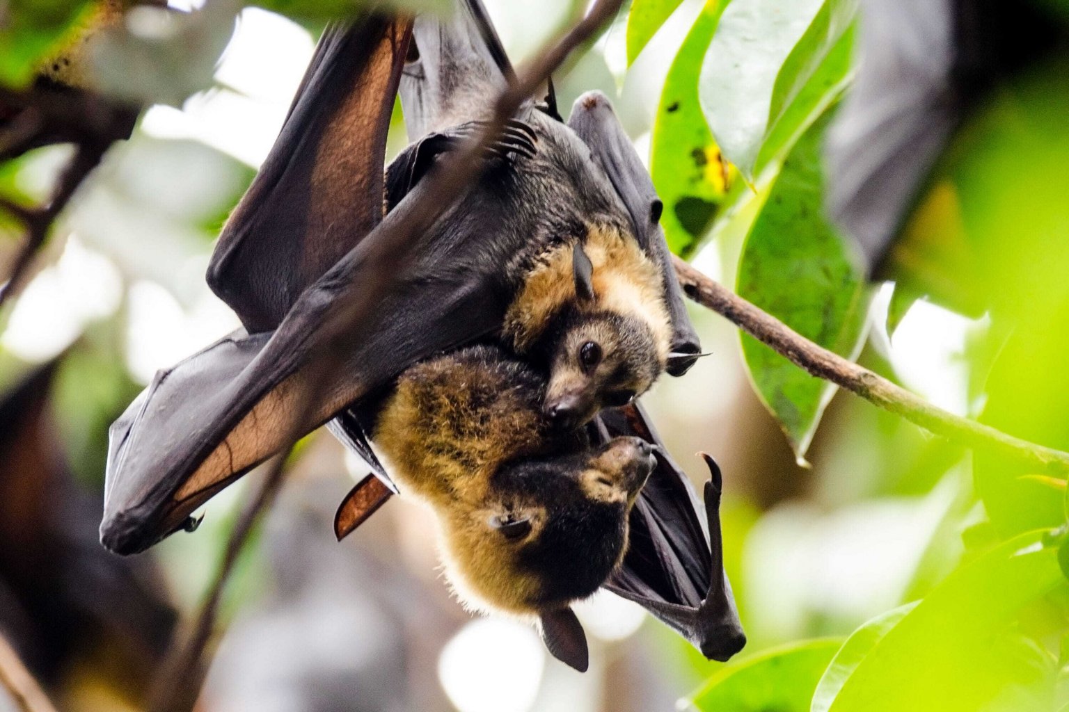 Bats on COVID19 'Enough Is Enough. Leave Us Alone.' PETA