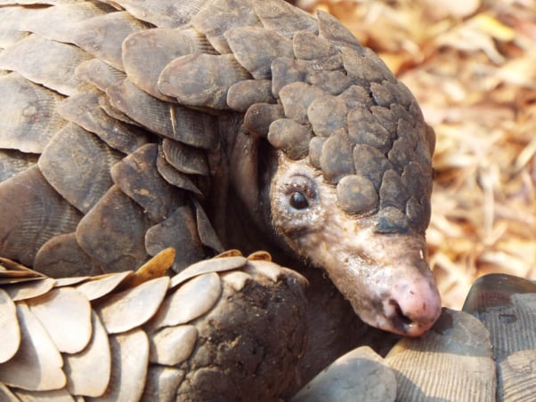 pangolin close-up