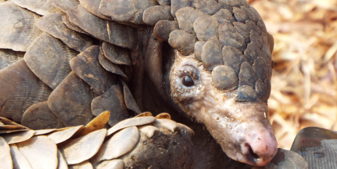 pangolin close-up