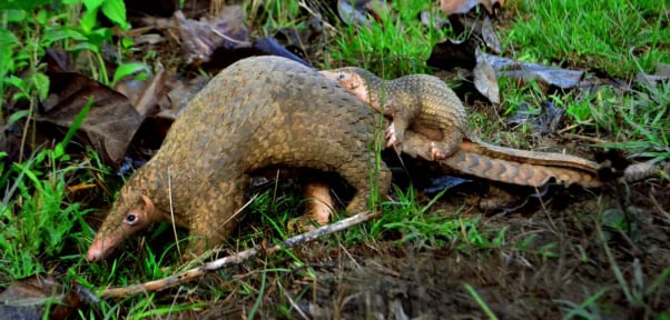a pangolin mother and her pup