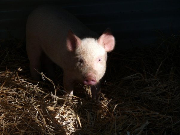 Pig with black background