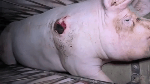pig with shoulder sores