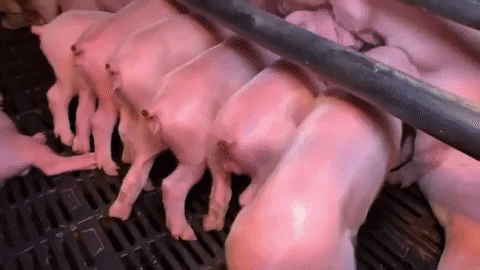 piglets east fork farms
