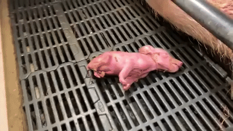 piglet indiana pig farm