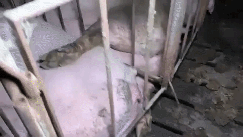indiana pig farm