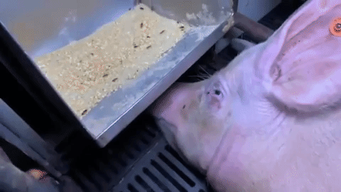pig east fork farms