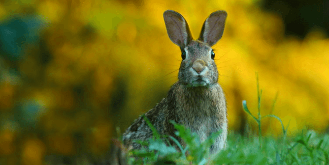 Victory! Medical College Ends Tests on Rabbits After PETA India Appeal