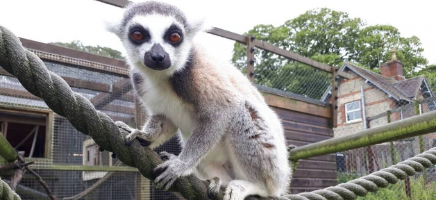 animals exploited in roadside zoos