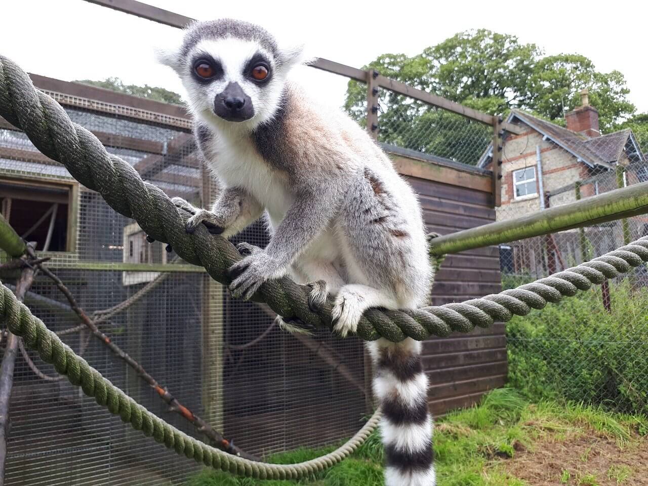 Animals Who Suffer at Roadside Zoos Just Like Tigers | PETA Animals Who Suffer at Roadside Zoos Just Like Tigers | PETA