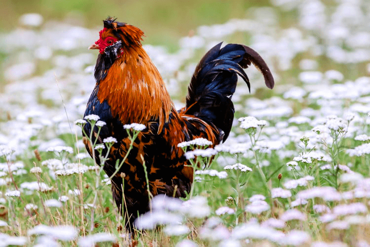 chicken in the grass