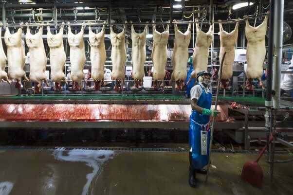 Slaughterhouse worker stands in front of pig corpses