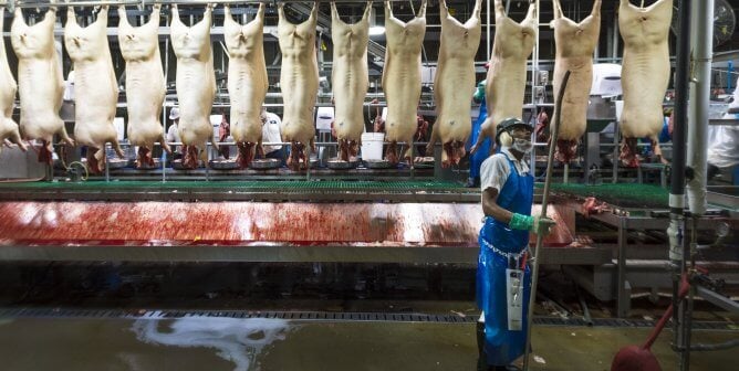 Slaughterhouse worker stands in front of pig corpses