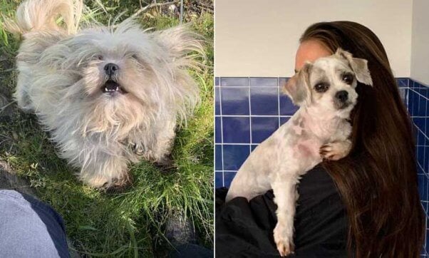 Snowball matted pup helped by PETA fieldworkers