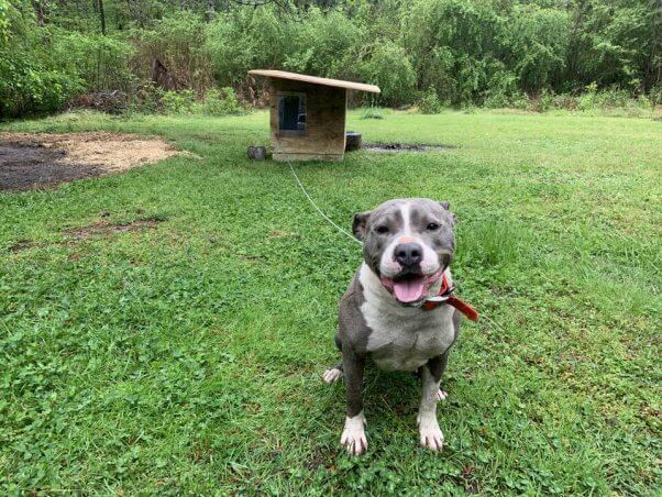 Star smiling next to her new PETA doghouse