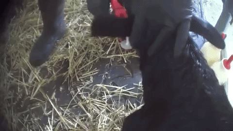 Farmer tagging calf's ears on dairy farm
