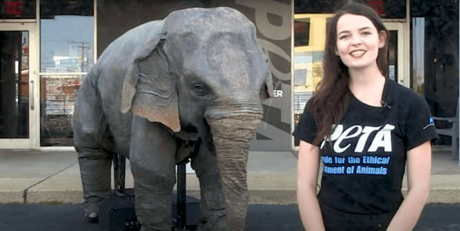 VIDEO: Ellie the Elephant’s Empathy-Building Presentation Goes Virtual!