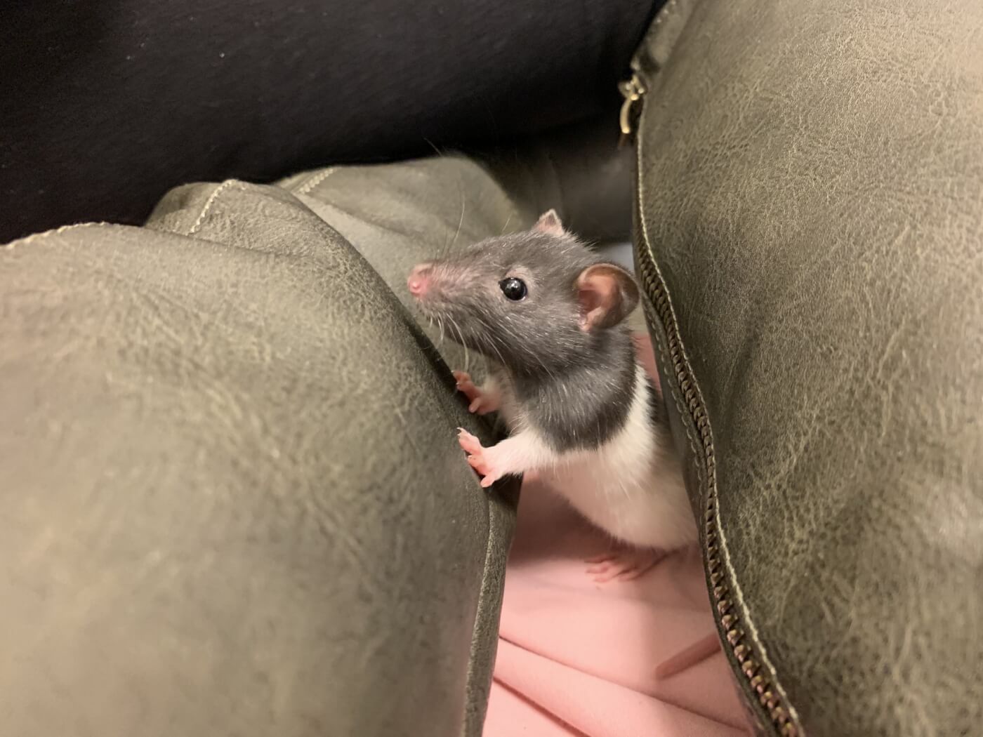 These 3 Rat Sisters Were Rescued From a Laboratory PETA