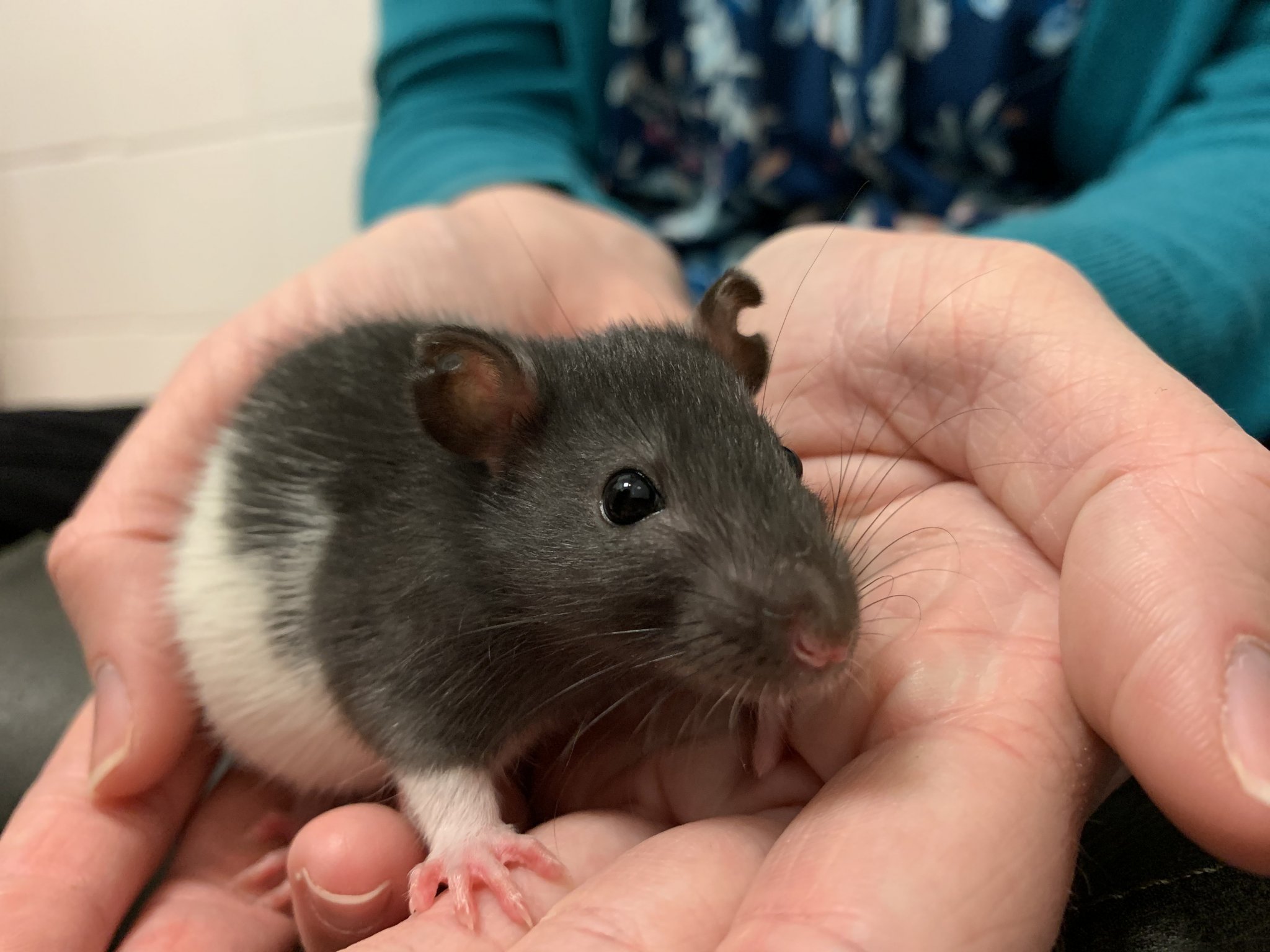 These 3 Rat Sisters Were Rescued From a Laboratory PETA